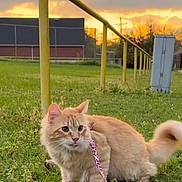 Sushi joined the competition — help win amazing prizes! animal, building, cat, clouds, curious, cute, evening, fence, fluffy, grass, greenery, leash, mammal, nature, orange_cat, outdoor, pets, sky, sunset, yellow_railing