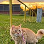 animal, building, cat, clouds, curious, cute, evening, fence, fluffy, grass, greenery, leash, mammal, nature, orange_cat, outdoor, pets, sky, sunset, yellow_railing