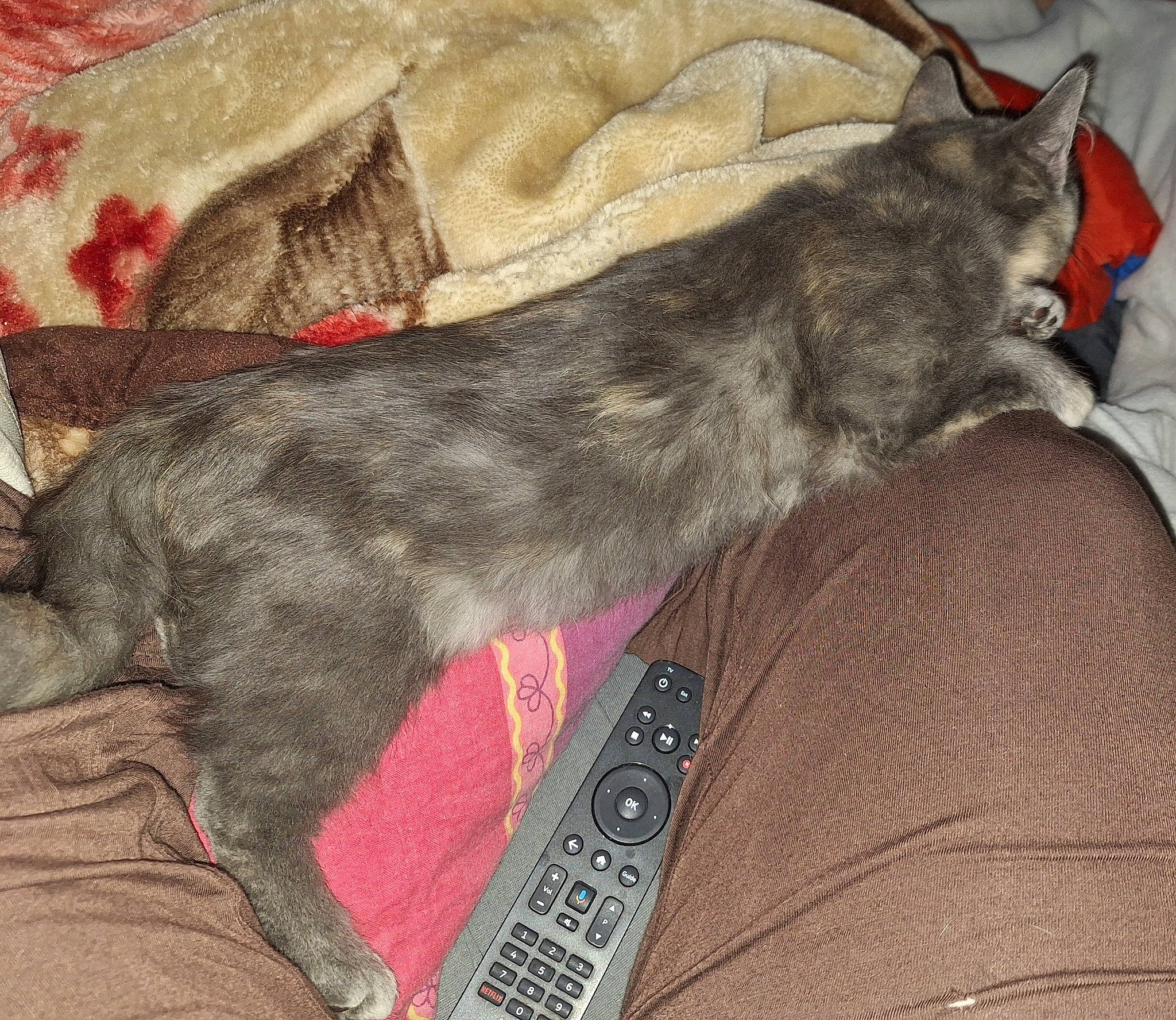 Raven a rejoint le concours — aidez-le/la à gagner de superbes lots ! canidae, carnivore, comfort, dog, dog_breed, fawn, felidae, fur, grey, linens, liver, nap, paw, small_to_medium_sized_cats, sporting_group, tail, whiskers