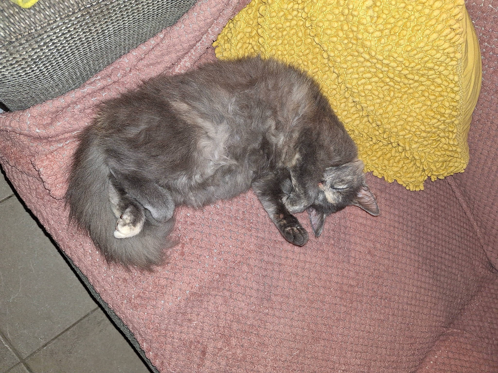 Raven participe au concours pour gagner de l'argent avec cette photo : canidae, carnivore, cat, claw, comfort, companion_dog, dog_breed, felidae, flooring, fur, grey, liver, nap, paw, small_to_medium_sized_cats, snout, sporting_group, tail, terrestrial_animal, whiskers