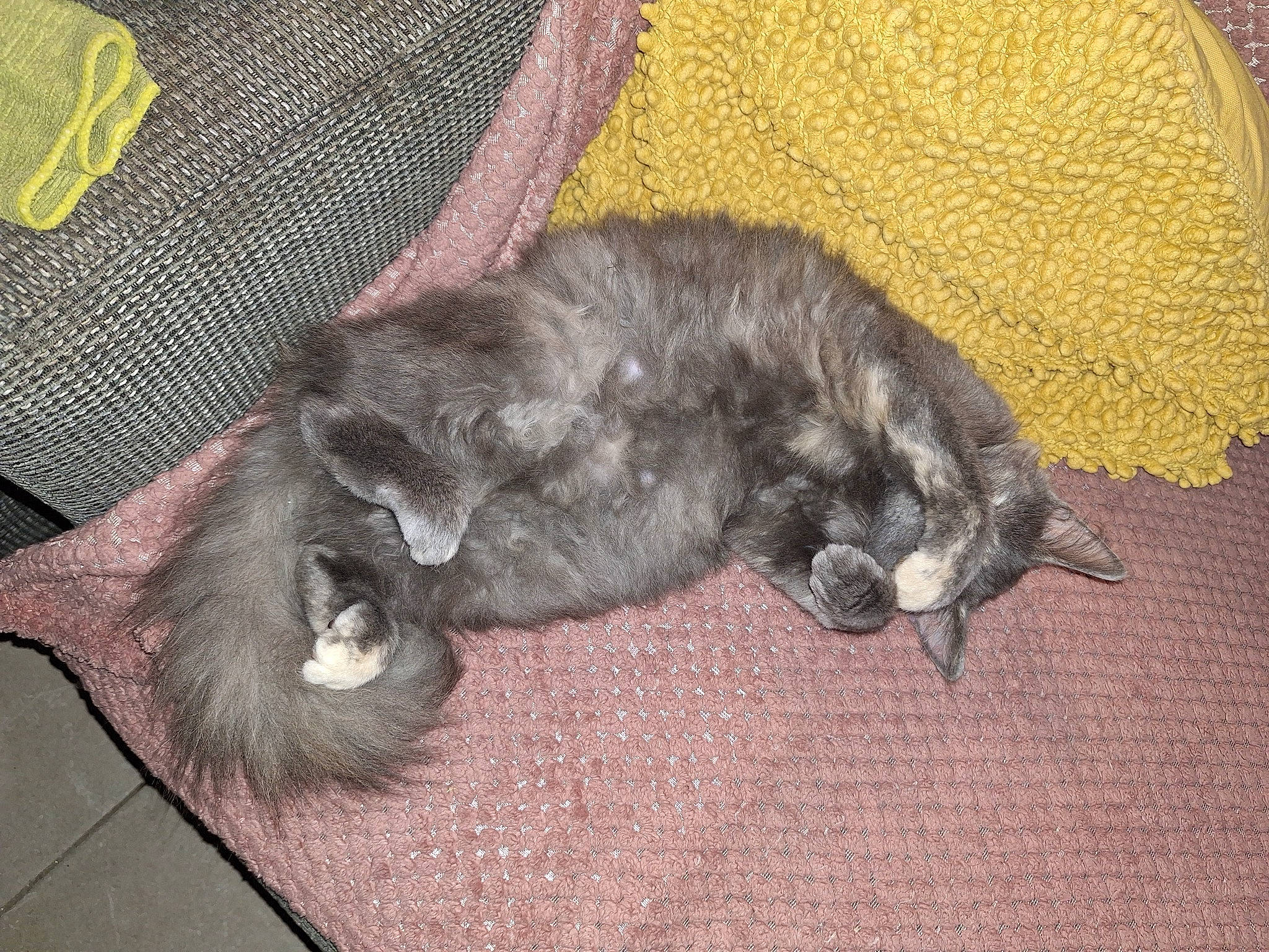 Raven participe au concours pour gagner de l'argent avec cette photo : black_cat, carnivore, cat, claw, comfort, dog_breed, domestic_short_haired_cat, felidae, fur, grey, nap, paw, small_to_medium_sized_cats, tail, terrestrial_animal, whiskers