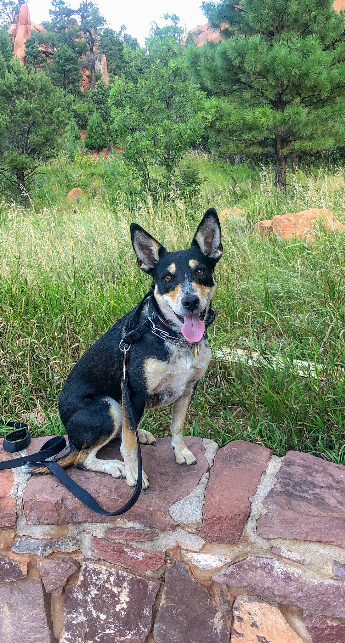 Hattie is registered to the contest to win money with this photo: adventure, australian_cattle_dog, canidae, carnivore, collar, companion_dog, dog, dog_breed, dog_collar, dog_supply, fashion_accessory, grass, leash, plant, recreation, sporting_group, tail, tree, walking, working_animal