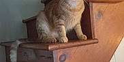 Fuego is registered to the contest to win money with this photo: animal, calm, cat, closeup, curious, domestic_cat, ears, feline, home, indoor, looking, natural_light, orange_tabby, pet, sitting, staircase, tail, whiskers, wood, wooden_stairs