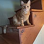 animal, calm, cat, closeup, curious, domestic_cat, ears, feline, home, indoor, looking, natural_light, orange_tabby, pet, sitting, staircase, tail, whiskers, wood, wooden_stairs
