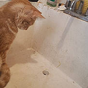 Fuego is registered to the contest to win money with this photo: black_mug, cat, cleaning_supplies, closeup, countertop, curious, dish_soap, domestic_animal, dripping_water, faucet, household, indoor, kitchen, looking_down, orange_tabby, pet, scratched_surface, sink, utensils, water