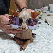 Chika joined the competition — help win amazing prizes! accessory, animal, bed, bedspread, blanket, cool, dog, ears, furniture, hands, home, indoor, person, pet, pillow, portrait, relaxation, resting, small_dog, sunglasses