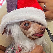 Chika is registered to the contest to win money with this photo: dog, small_dog, santa_hat, costume, festive, holiday, tongue_out, white_fur, tattoo, hand, close_up, pet, cute, indoor, expression, animal, portrait, clothing, holding, face