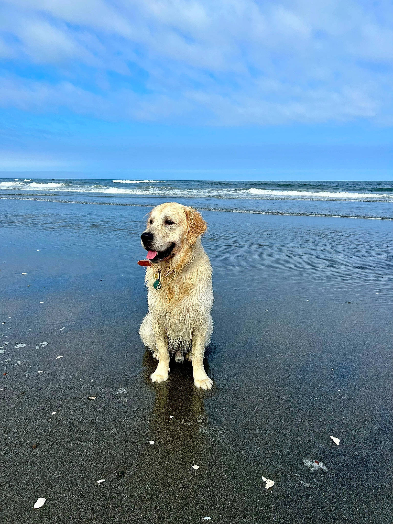 Sonoma a rejoint le concours — aidez-le/la à gagner de superbes lots ! beach, blue, canidae, carnivore, cloud, coast, companion_dog, dog, dog_breed, horizon, lake, liquid, ocean, retriever, sand, sky, sporting_group, water, wave, wind_wave