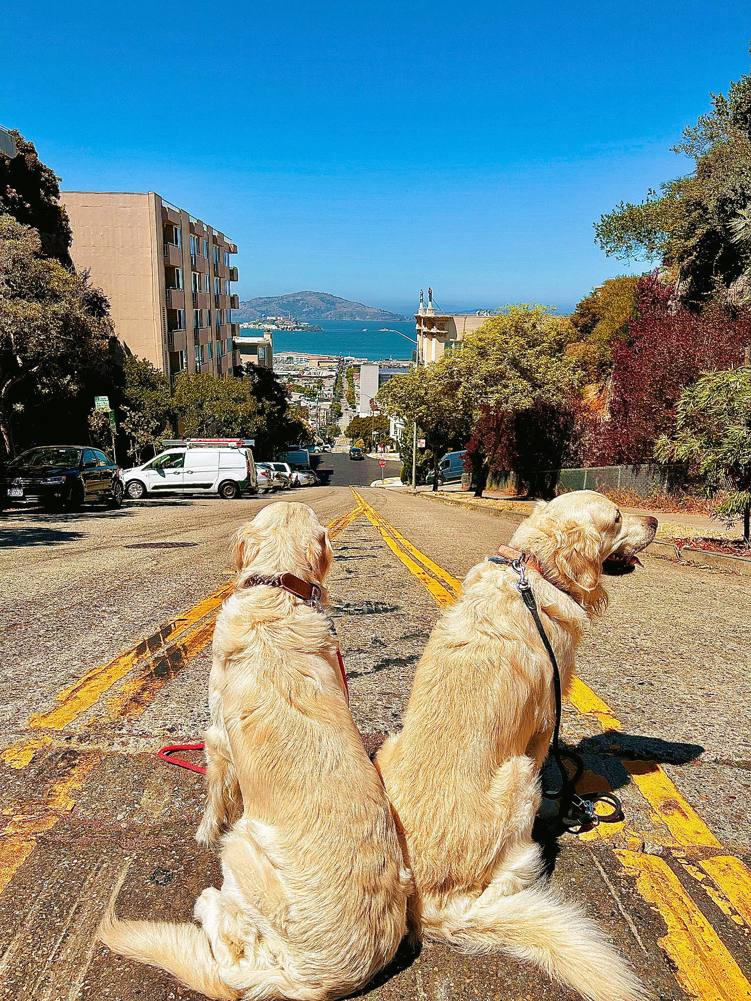Sonoma participe au concours pour gagner de l'argent avec cette photo : asphalt, building, car, carnivore, city, companion_dog, dog, dog_breed, fawn, landscape, plant, road, road_surface, sidewalk, sky, tourism, tree, vacation, wood, working_animal
