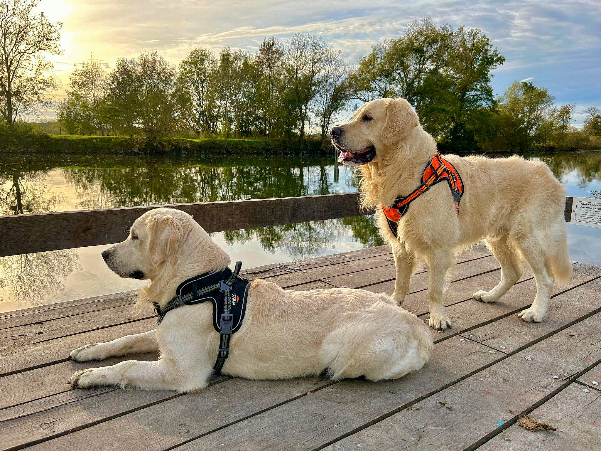 Sonoma a rejoint le concours — aidez-le/la à gagner de superbes lots ! carnivore, cloud, collar, companion_dog, dog, dog_breed, dog_collar, dog_supply, fashion_accessory, fawn, gun_dog, lake, leash, pet_supply, plant, sky, sporting_group, tree, water, working_animal