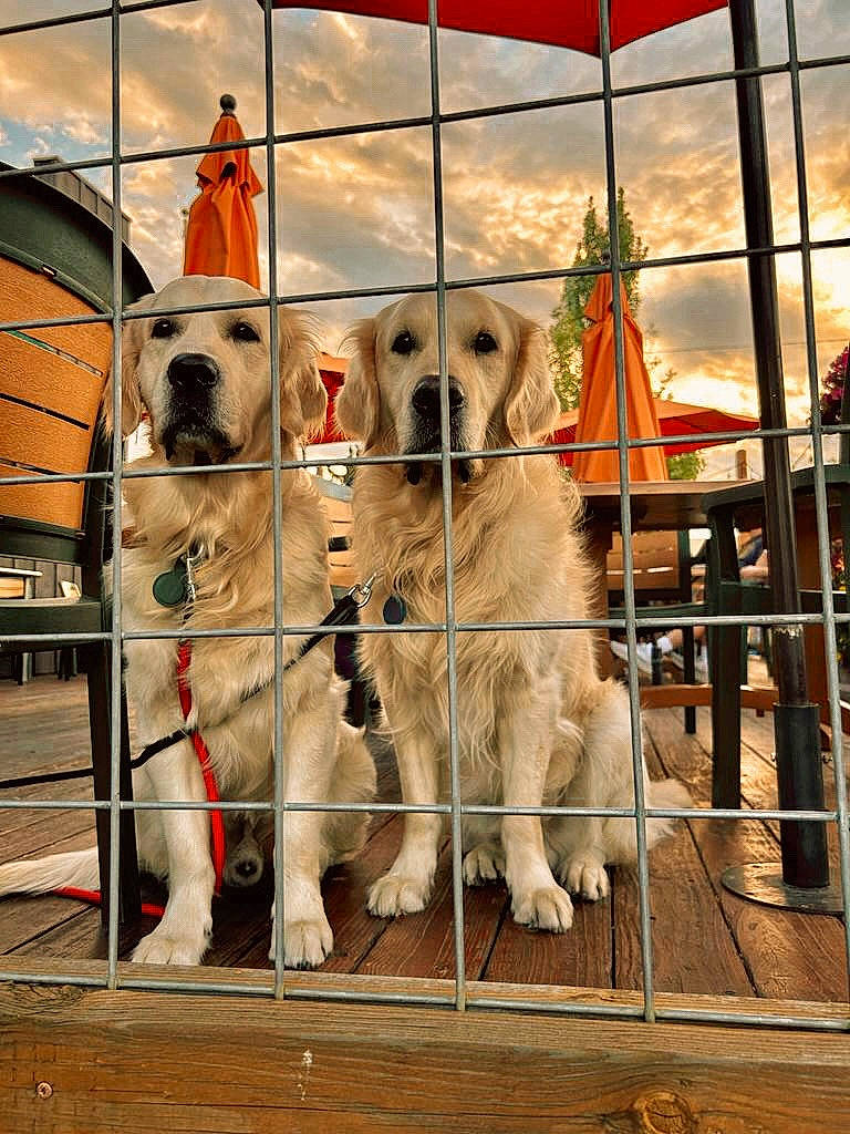 Sonoma a rejoint le concours — aidez-le/la à gagner de superbes lots ! animal_shelter, cage, canidae, carnivore, cloud, companion_dog, dog, dog_breed, dog_supply, fawn, fence, kennel, livestock_guardian_dog, metal, pet_supply, sky, snout, sporting_group, wood, working_animal