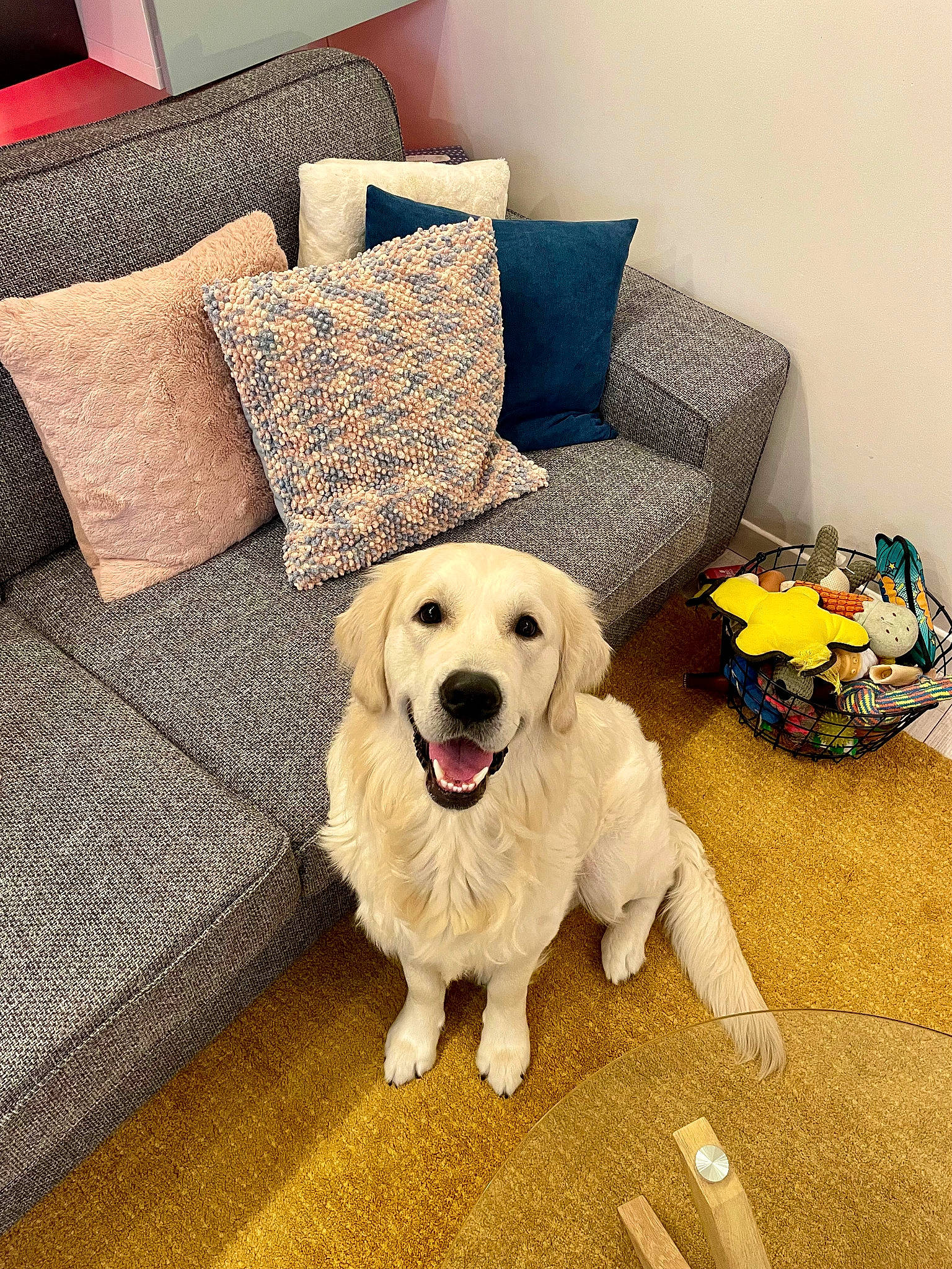 Sonoma participe au concours pour gagner de l'argent avec cette photo : carnivore, comfort, companion_dog, couch, dog, dog_breed, dog_supply, floor, flooring, fur, hardwood, living_room, metal, pet_supply, pillow, rectangle, studio_couch, throw_pillow, wood, working_animal