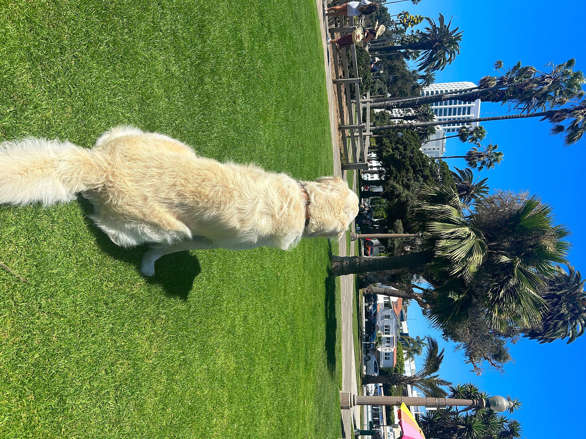Oakland a rejoint le concours — aidez-le/la à gagner de superbes lots ! alpaca, companion_dog, dog, dog_breed, grass, grassland, green, landscape, llama, pasture, plant, pole, public_utility, sheep, sky, street_light, tree, urban_design, vertebrate