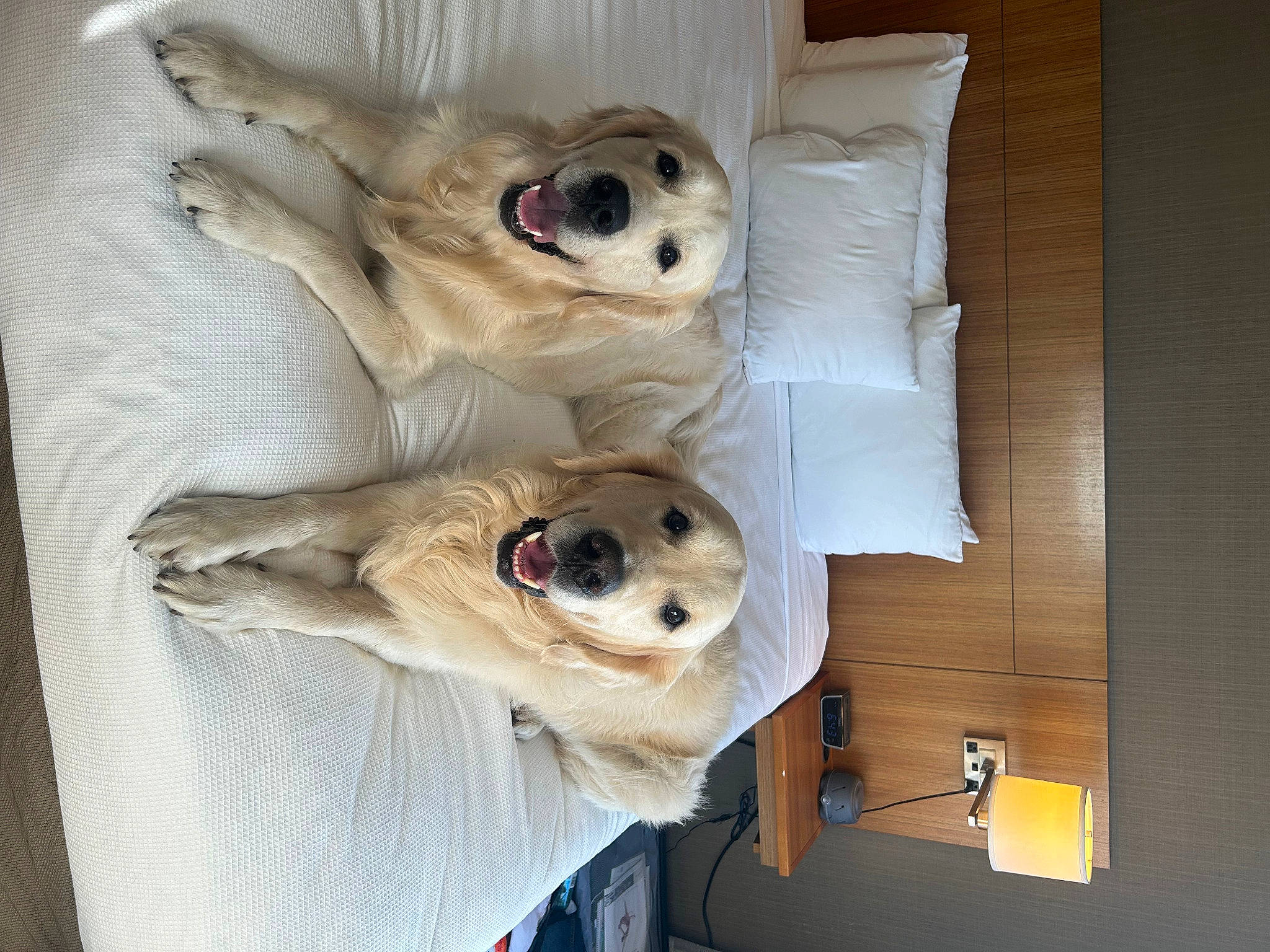 Oakland a rejoint le concours — aidez-le/la à gagner de superbes lots ! bed, bedding, canidae, carnivore, comfort, companion_dog, couch, dog, dog_breed, dog_supply, fawn, fur, linens, pet_supply, pillow, room, snout, sporting_group, wood, working_animal