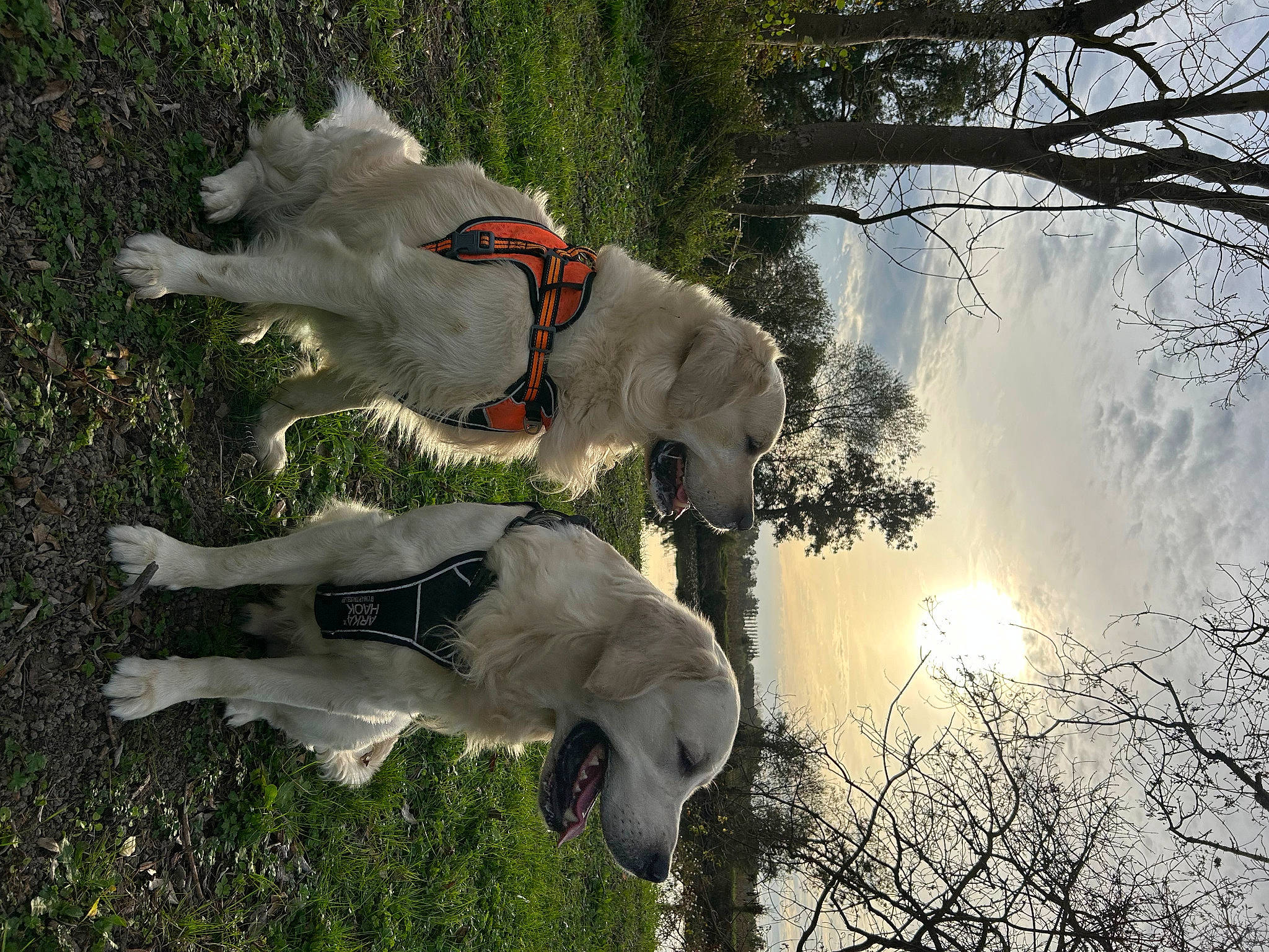 Oakland participe au concours pour gagner de l'argent avec cette photo : art, canidae, carnivore, dog, dog_breed, fawn, grass, pack_animal, plant, sky, snout, sporting_group, tail, terrestrial_animal, tree, trunk, twig, water, wildlife, working_animal