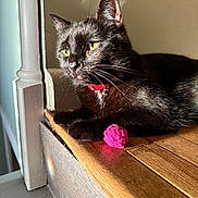 Luna Bell joined the competition — help win amazing prizes! black_cat, cat, yellow_eyes, red_collar, bell, pink_ball, wooden_step, sunlight, indoor, pet, feline, resting, closeup, animal, domestic_cat, whiskers, fur, portrait, shadow, relaxation