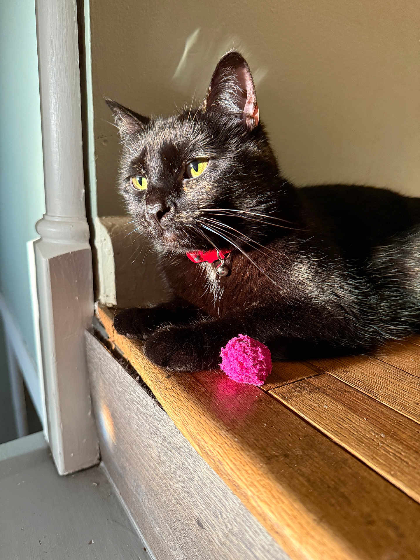 Luna Bell joined the competition — help win amazing prizes! black_cat, cat, yellow_eyes, red_collar, bell, pink_ball, wooden_step, sunlight, indoor, pet, feline, resting, closeup, animal, domestic_cat, whiskers, fur, portrait, shadow, relaxation