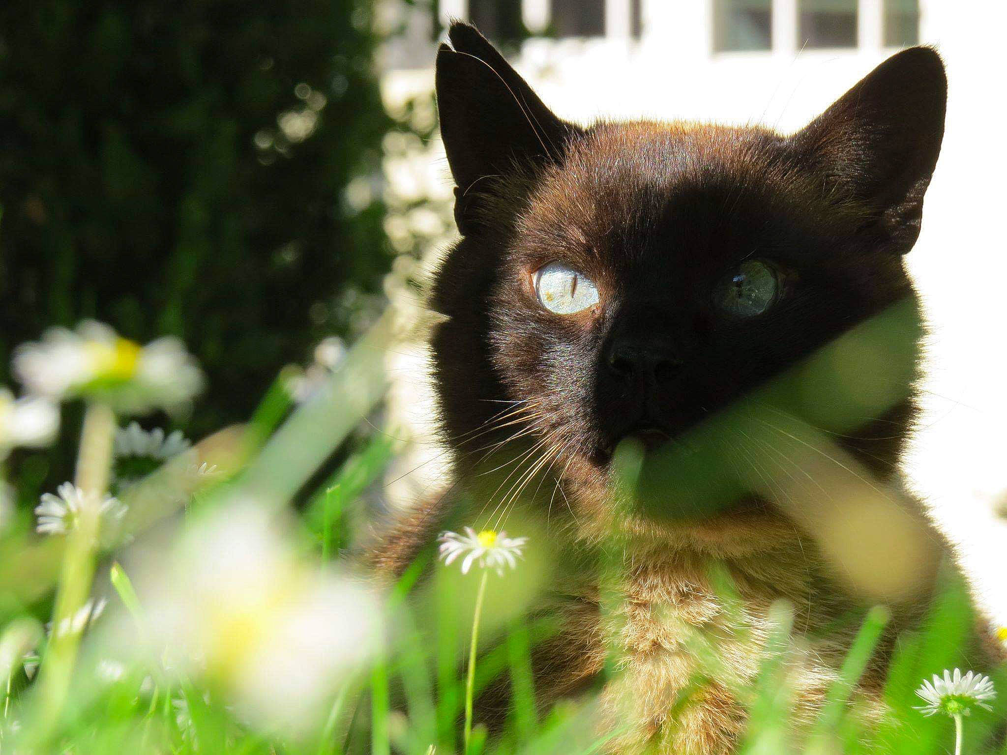 Lulu a rejoint le concours — aidez-le/la à gagner de superbes lots ! black_cat, burmese, carnivore, cat, domestic_short_haired_cat, eye, felidae, fur, grass, green, kitten, mammal, plant, small_to_medium_sized_cats, snout, tonkinese, tree, whiskers, wildlife