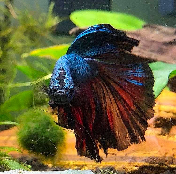 Chronos participe au concours pour gagner de l'argent avec cette photo : aquarium, freshwater_aquarium, organism, tail