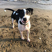 Rocky participe au concours pour gagner de l'argent avec cette photo : animal, beach, black_and_white, canine, collar, daytime, dog, happy, nature, outdoor, paw_prints, pet, playful, sand, seashell, shoreline, smiling, summer, water, waves