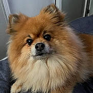 Lia joined the competition — help win amazing prizes! dog, pomeranian, fluffy, pet, animal, cute, fur, indoor, resting, portrait, face, ears, nose, eyes, small_dog, canine, companion, domestic_animal, brown_fur, cute_pet