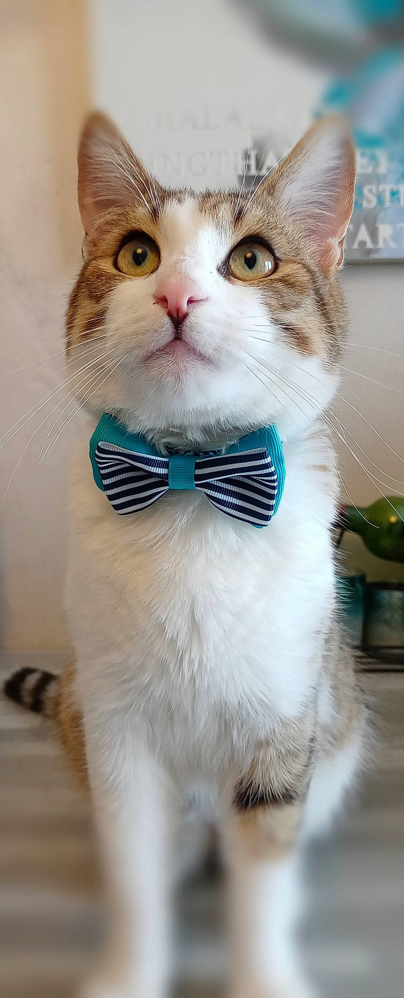 Flocky a rejoint le concours — aidez-le/la à gagner de superbes lots ! bow_tie, carnivore, cat, collar, eyebrow, eyewear, fawn, felidae, flowerpot, fur, glasses, hair, head, iris, moustache, pet_supply, small_to_medium_sized_cats, snout, vision_care, whiskers