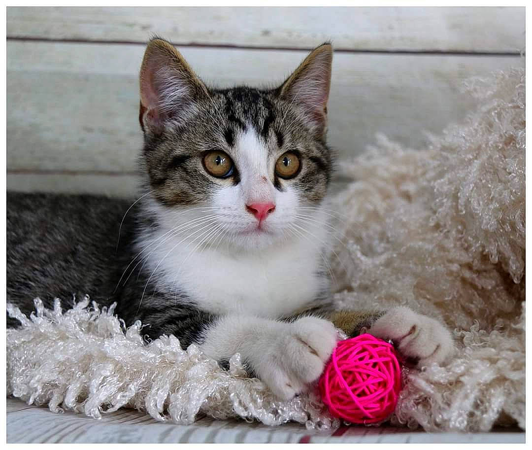 Pepper participe au concours pour gagner de l'argent avec cette photo : american_wirehair, asian, carnivore, cat, domestic_short_haired_cat, european_shorthair, felidae, kitten, maine_coon, photo_caption, plant, small_to_medium_sized_cats, tabby_cat, whiskers