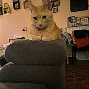 Hadès a rejoint le concours — aidez-le/la à gagner de superbes lots ! cat, orange_cat, pet, indoor, living_room, sofa, couch, armrest, paws, portrait, whiskers, ears, cozy, home, decor, framed_photos, lamp, blanket, plaid, tiled_floor