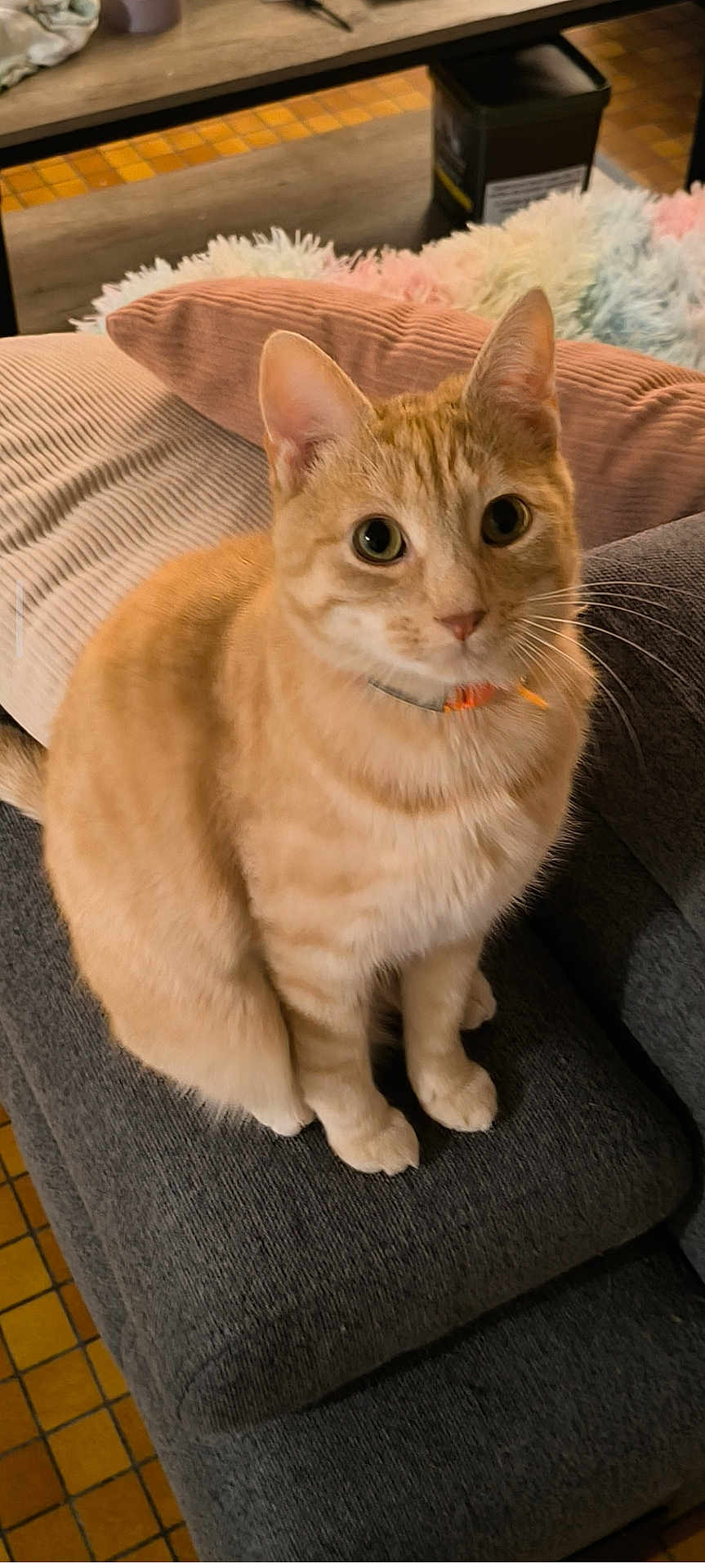 Hadès a rejoint le concours — aidez-le/la à gagner de superbes lots ! cat, orange_tabby, pet, feline, whiskers, collar, sitting, paws, couch, sofa, pillow, throw_blanket, indoor, cozy, portrait, looking_up, fur, home, wide_eyes, furniture