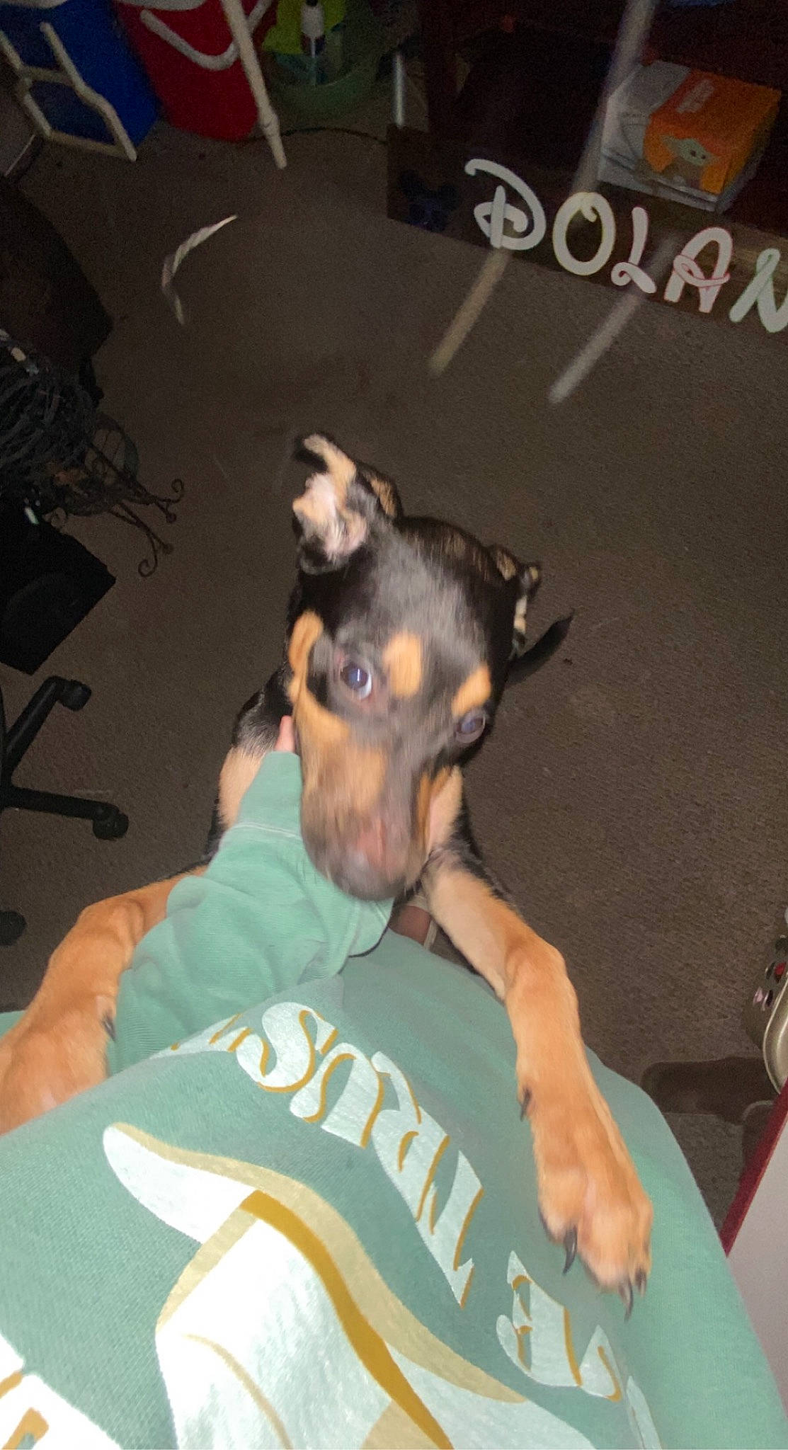 Dobby is registered to the contest to win money with this photo: canidae, carnivore, companion_dog, dog, dog_breed, ear, elbow, fawn, fun, guard_dog, paw, pinscher, prazsky_krysarik, puppy, snout, sporting_group, toy_dog, whiskers, working_dog, wrist