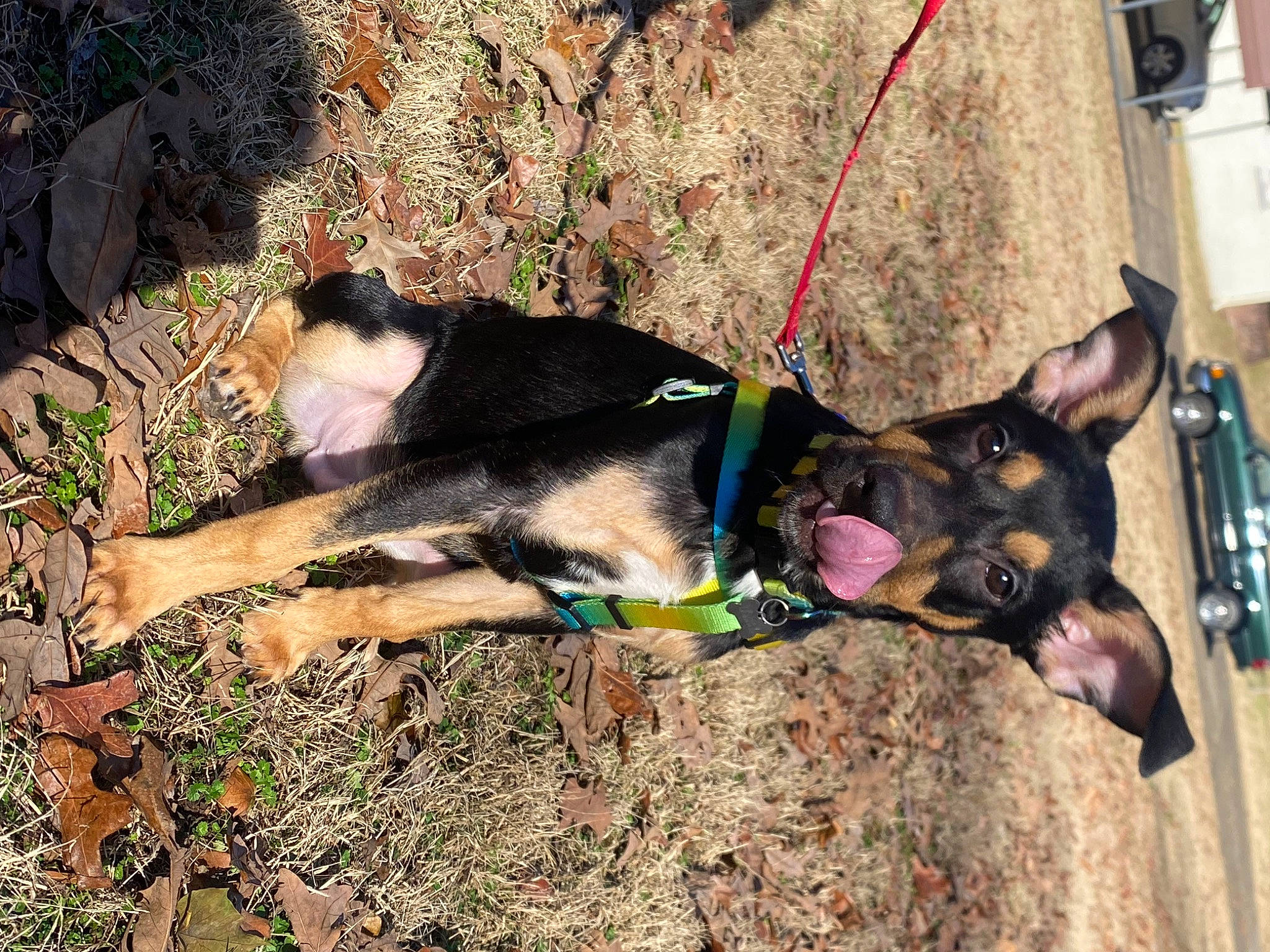 Dobby joined the competition — help win amazing prizes! carnivore, collar, dog, dog_breed, dog_collar, dog_supply, fashion_accessory, fawn, grass, leash, pet_supply, rock, soil, sporting_group, tail, working_animal, working_dog