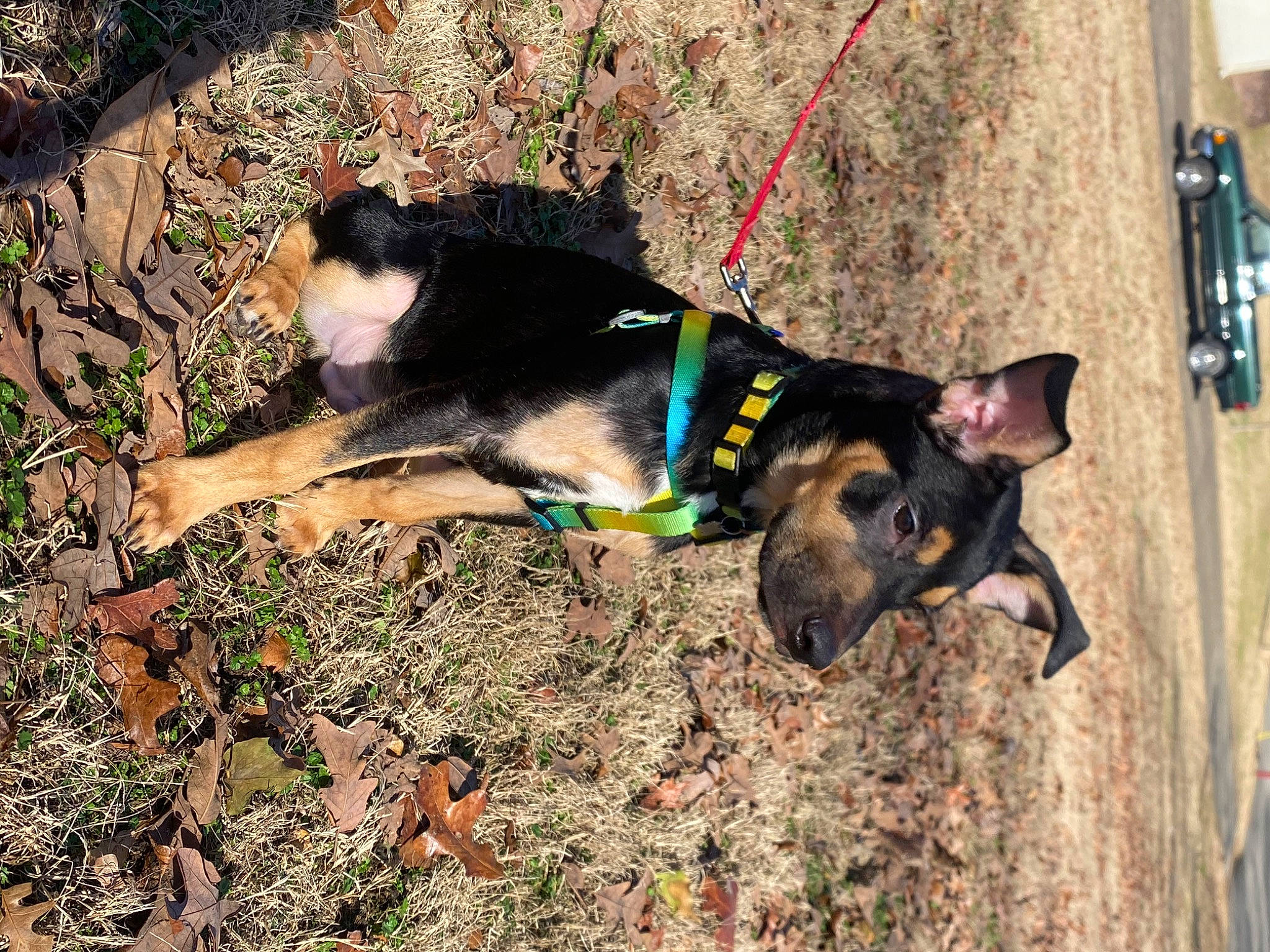 Dobby joined the competition — help win amazing prizes! adventure, canidae, carnivore, companion_dog, dog, dog_breed, dog_supply, fawn, grass, guard_dog, herding_dog, leash, pet_supply, snout, soil, sporting_group, working_animal, working_dog