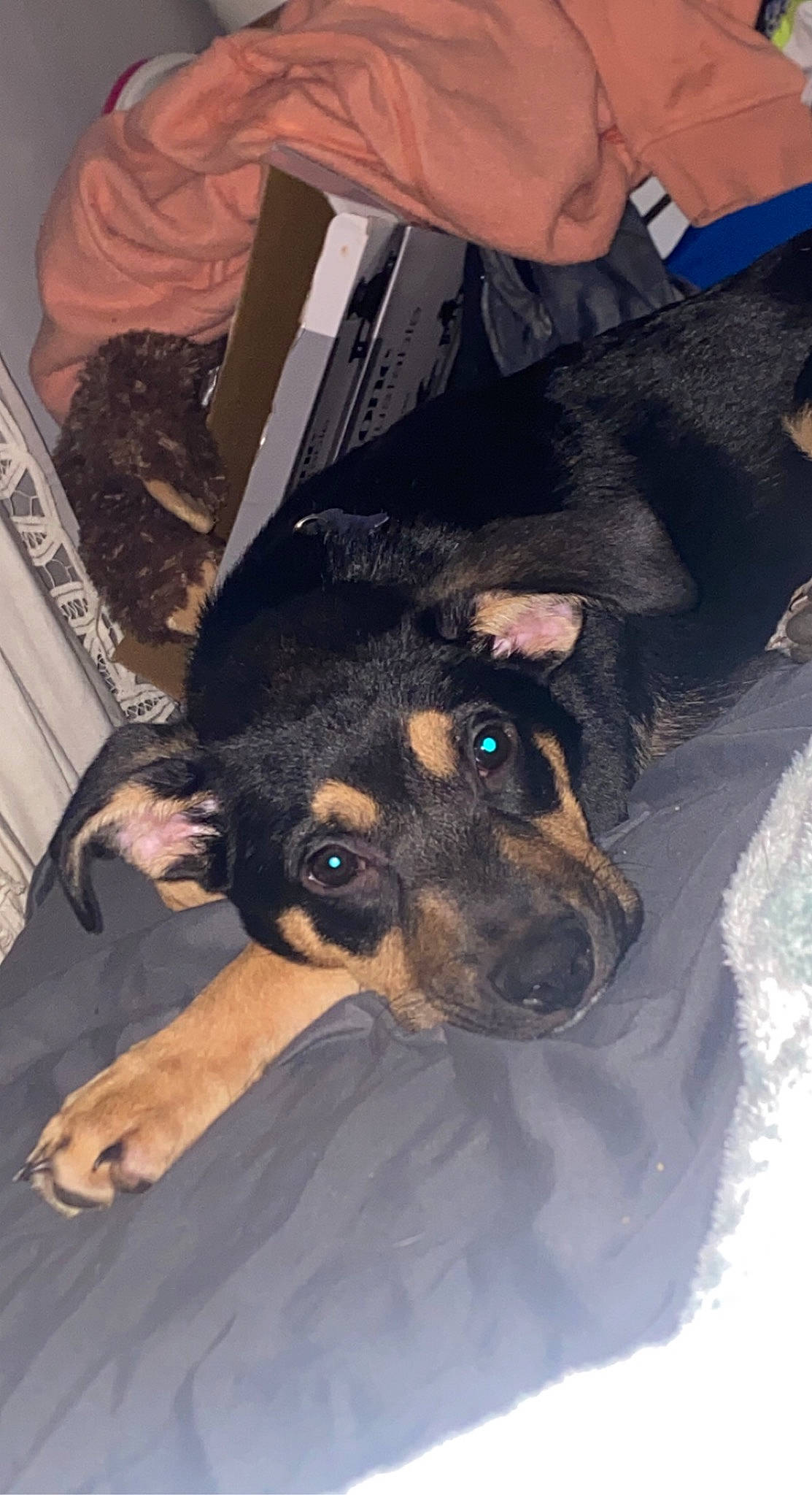 Dobby is registered to the contest to win money with this photo: beer, canidae, carnivore, comfort, companion_dog, dog, dog_breed, fawn, fur, guard_dog, nail, paw, snout, sporting_group, sunglasses, toy_dog, whiskers, working_animal, working_dog, wrist