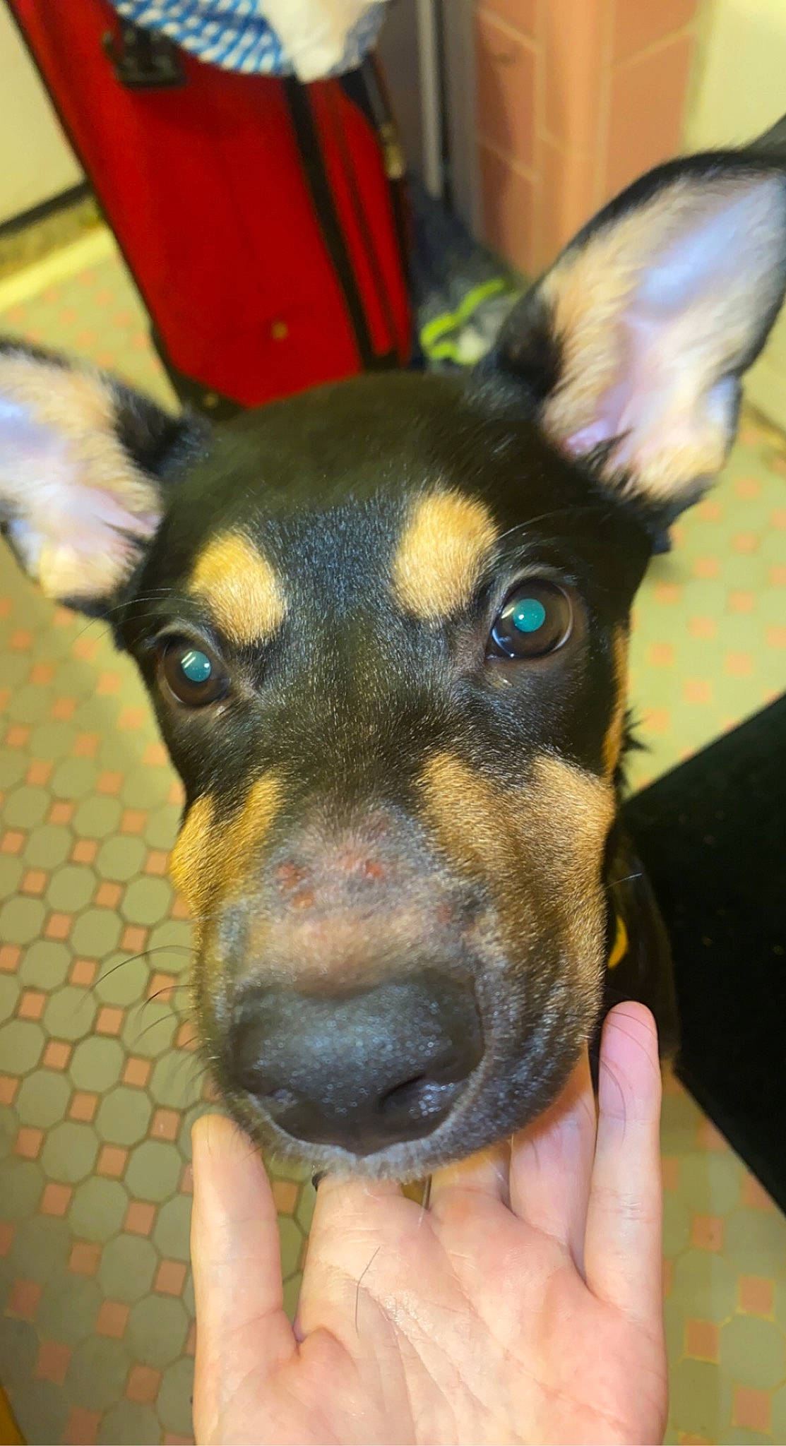 Dobby joined the competition — help win amazing prizes! canidae, carnivore, collar, companion_dog, dog, dog_breed, ear, fawn, fur, guard_dog, non_sporting_group, pinscher, prazsky_krysarik, snout, sporting_group, toy_dog, whiskers, working_animal, working_dog