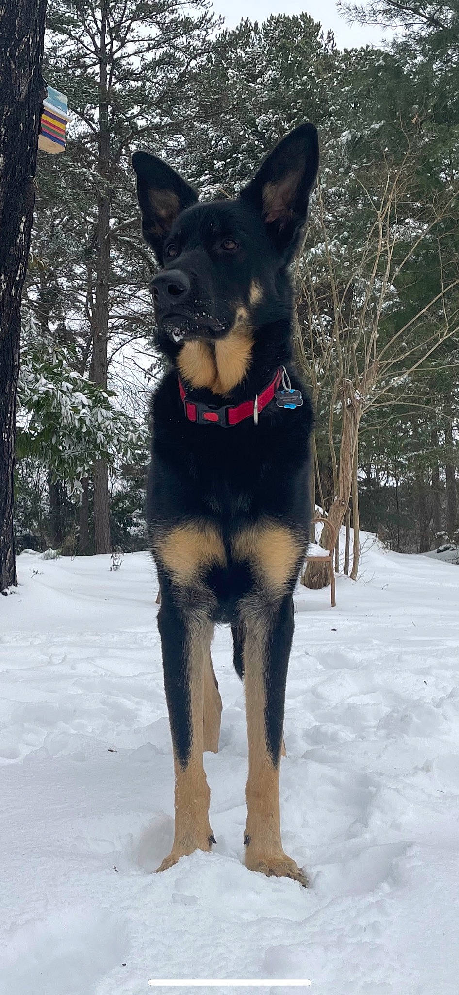 Diesel is registered to the contest to win money with this photo: canidae, carnivore, collar, companion_dog, dog, dog_breed, dog_collar, dog_supply, freezing, fur, leash, pet_supply, snout, snow, sporting_group, tail, tree, winter, working_animal, working_dog
