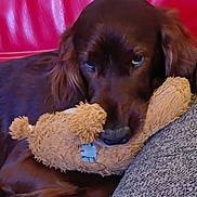 Paddy participe au concours pour gagner de l'argent avec cette photo : dog, brown_dog, stuffed_toy, plush_toy, couch, fabric, red_leather, pet, animal, indoor, cozy, sleepy, closeup, companion, comfort, relaxed, fur, ears, nose, home