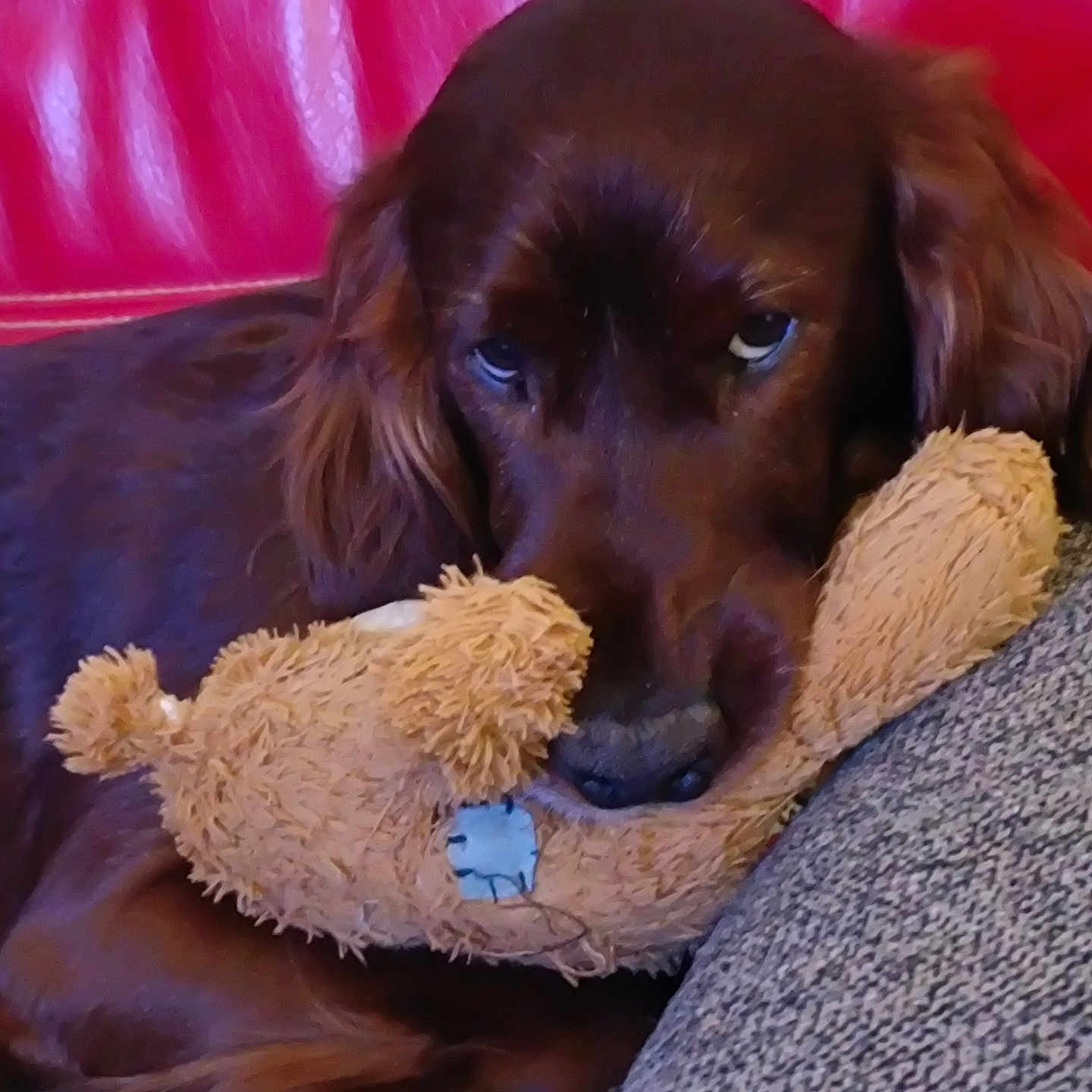 Paddy participe au concours pour gagner de l'argent avec cette photo : dog, brown_dog, stuffed_toy, plush_toy, couch, fabric, red_leather, pet, animal, indoor, cozy, sleepy, closeup, companion, comfort, relaxed, fur, ears, nose, home