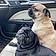 Bruno And Pugsworth