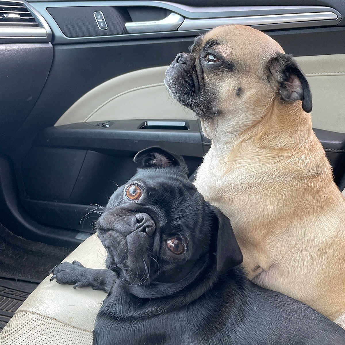 Bruno And Pugsworth is registered to the contest to win money with this photo: animal, black_dog, car_interior, car_seat, close_up, companion, curious, cute, dog, indoor, leather_seat, looking, pet, portrait, pug, relaxed, side_view, tan_dog, two_dogs, window