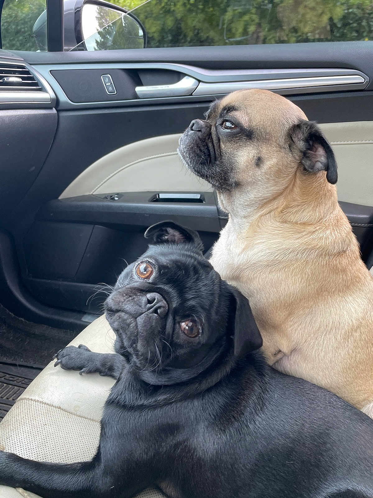 Bruno And Pugsworth is registered to the contest to win money with this photo: dog, pug, car_interior, car_seat, black_dog, tan_dog, pet, animal, cute, companion, looking, side_view, close_up, indoor, window, leather_seat, curious, relaxed, two_dogs, portrait