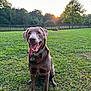 animal, brown_dog, canine, collar, dog, fence, grass, happy, labrador, nature, outdoor, pet, playful, sitting, summer, sunlight, sunset, tongue_out, tree, yard