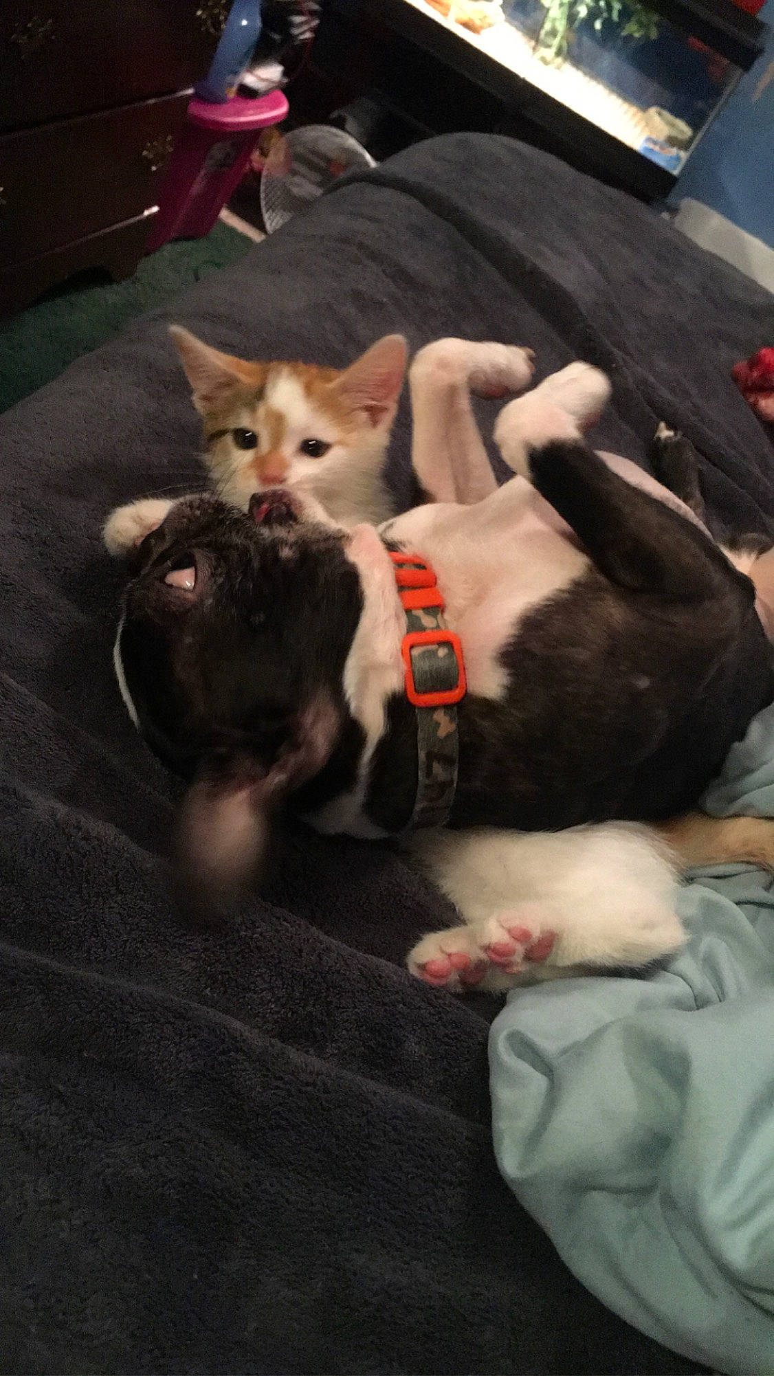 Andy is registered to the contest to win money with this photo: canidae, carnivore, comfort, companion_dog, couch, dog, dog_breed, dog_supply, fur, living_room, non_sporting_group, pet_supply, sporting_group, vertebrate, working_animal, working_dog