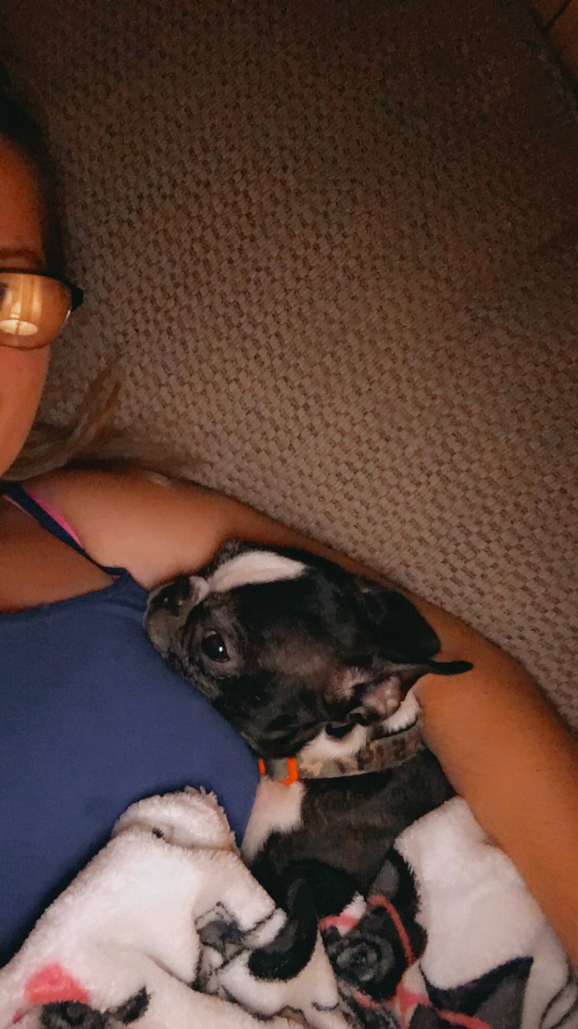 Andy joined the competition — help win amazing prizes! canidae, carnivore, comfort, companion_dog, couch, dog, dog_breed, fawn, french_bulldog, mammal, nail, non_sporting_group, paw, puppy, puppy_love, skin, snout, toy_dog, working_animal, working_dog