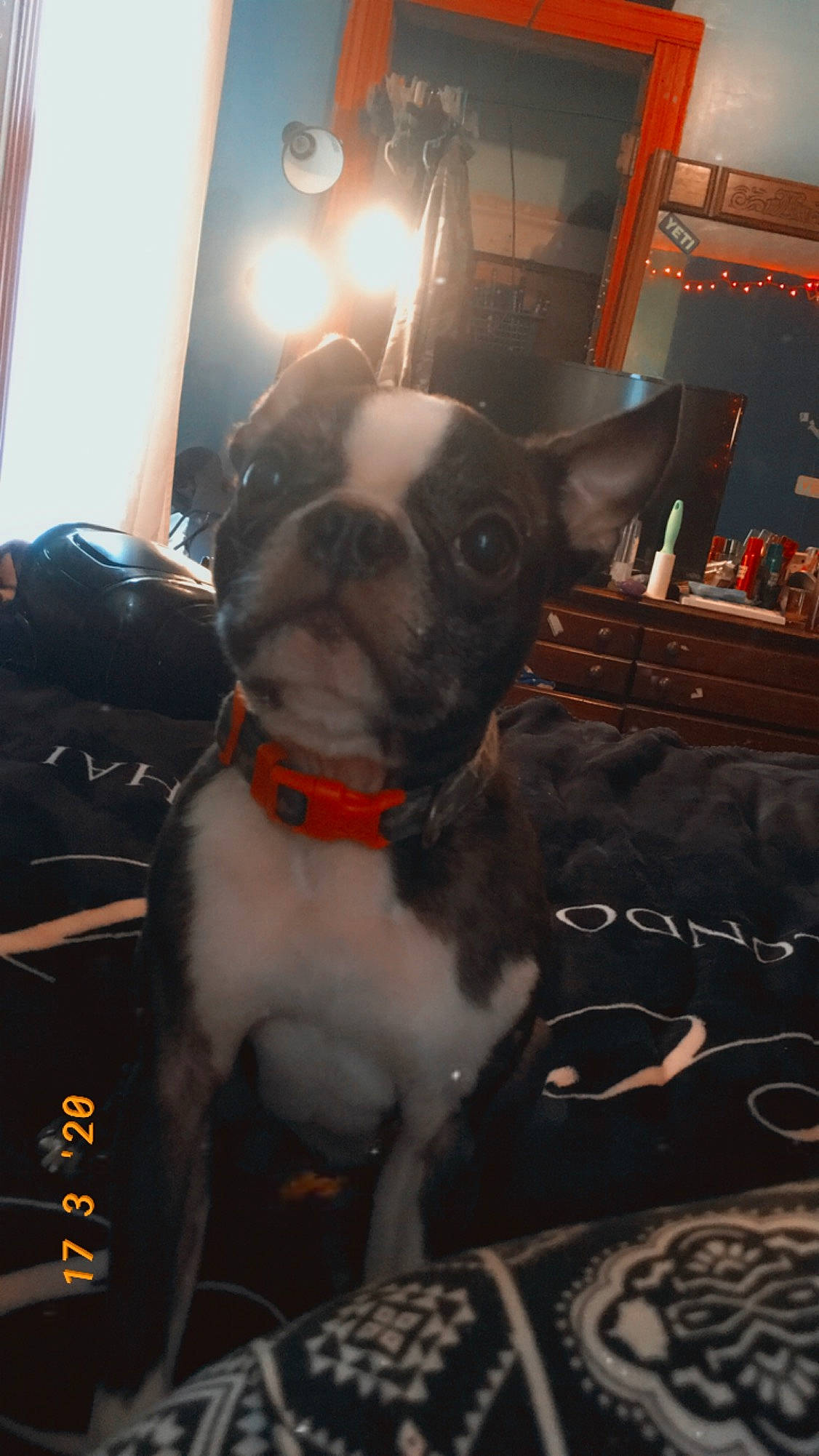Andy is registered to the contest to win money with this photo: boston_terrier, cabinetry, canidae, carnivore, collar, companion_dog, dog, dog_breed, dog_collar, fawn, french_bulldog, home_accessories, lamp, living_room, non_sporting_group, pet_supply, room, snout, whiskers, working_animal