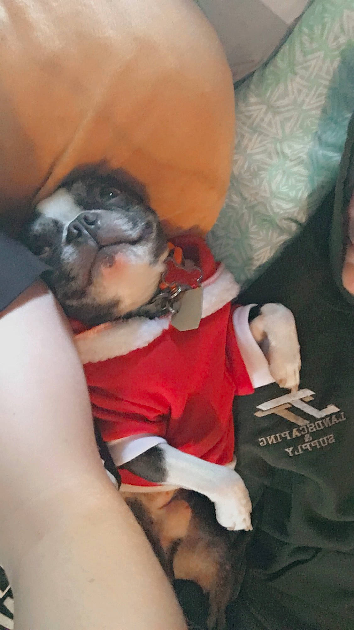 Andy joined the competition — help win amazing prizes! canidae, carnivore, companion_dog, dog, dog_breed, dog_clothes, dog_supply, fawn, mammal, non_sporting_group, pug, puppy, puppy_love, snout, sporting_group, stuffed_toy, toy_dog, vertebrate, working_animal, working_dog