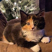 Willow is registered to the contest to win money with this photo: kitten, cat, calico, feline, pet, couch, indoor, christmas_tree, holiday_lights, cozy, brown, fur, whiskers, paws, cute, animal, relaxing, soft_light, curious, domestic