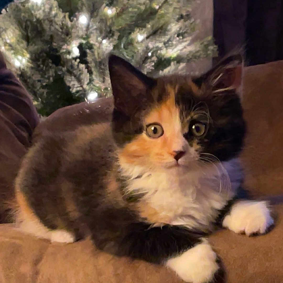 Willow is registered to the contest to win money with this photo: animal, brown, calico, cat, christmas_tree, couch, cozy, curious, cute, domestic, feline, fur, holiday_lights, indoor, kitten, paws, pet, relaxing, soft_light, whiskers