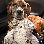 Oslo participe au concours pour gagner de l'argent avec cette photo : dog, stuffed_animal, plush_toy, car_seat, brindle_coat, pet, companion, toy, animal, indoor, seatbelt, resting, furry, cute, cozy, travel, window, car_interior, relaxed, closeup