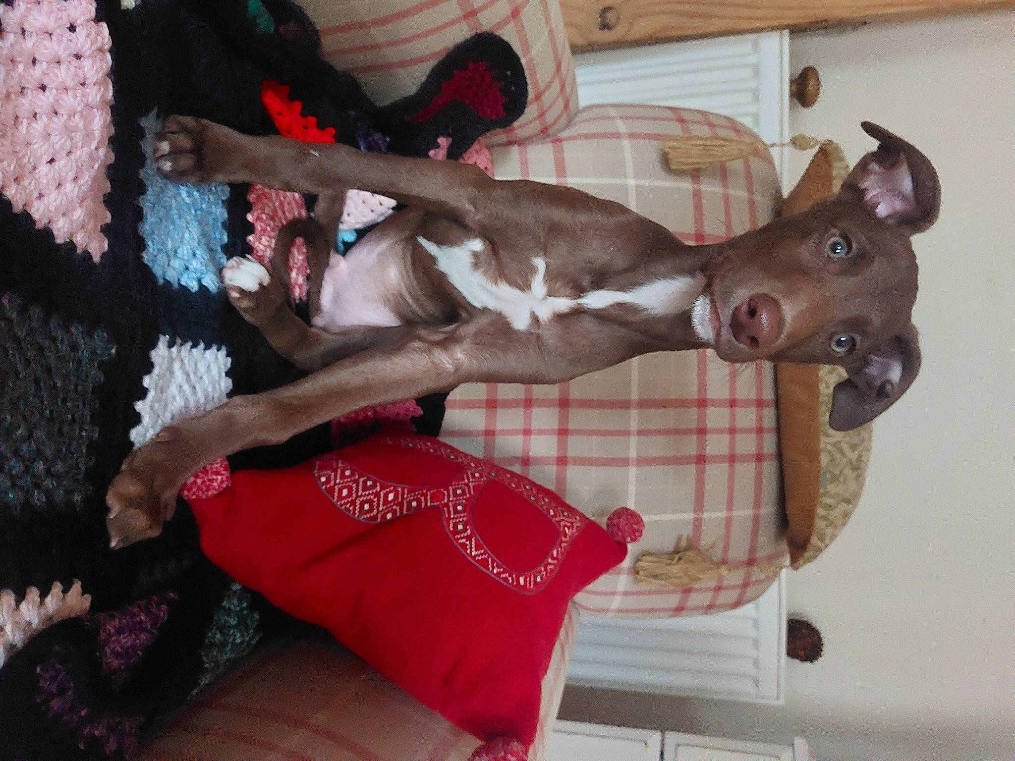 Dirt Dog is registered to the contest to win money with this photo: canidae, carnivore, comfort, companion_dog, couch, dog, dog_breed, dog_supply, fawn, guard_dog, human_leg, linens, liver, non_sporting_group, pattern, sporting_group, tail, thigh, toy_dog