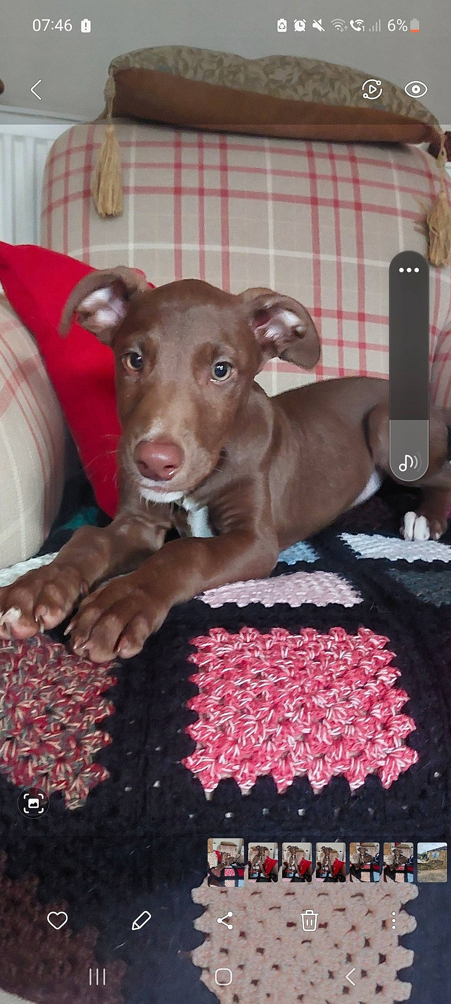 Dirt Dog joined the competition — help win amazing prizes! carnivore, companion_dog, craft, dog, dog_breed, dog_supply, fawn, linens, liver, magenta, natural_foods, pattern, pet_supply, pink, snout, sporting_group, toy_dog, vegetable, working_animal, woven_fabric